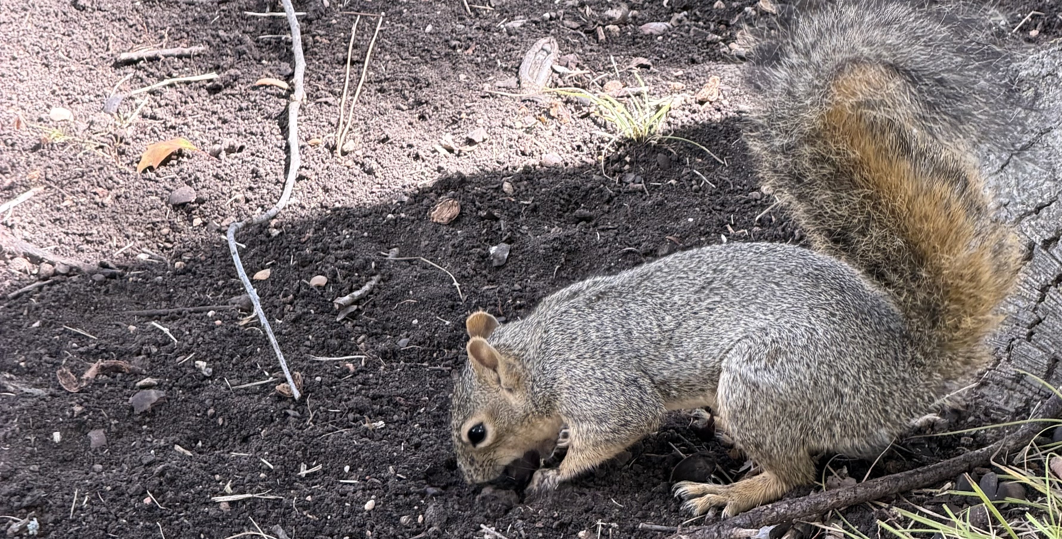 Cover photo: MRC squirrel 2025